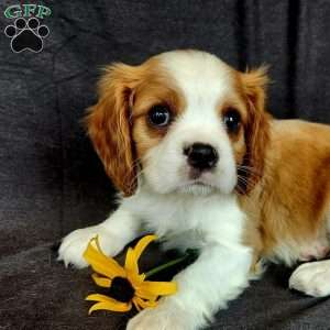 Mr Huckabuck, Cavalier King Charles Spaniel Puppy